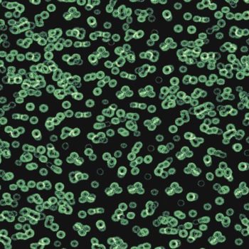 Flotex Sottsass Bacteria 990102