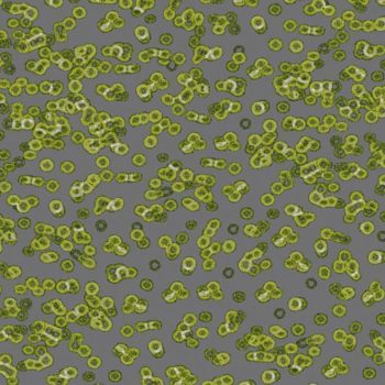 Flotex Sottsass Bacteria 990302